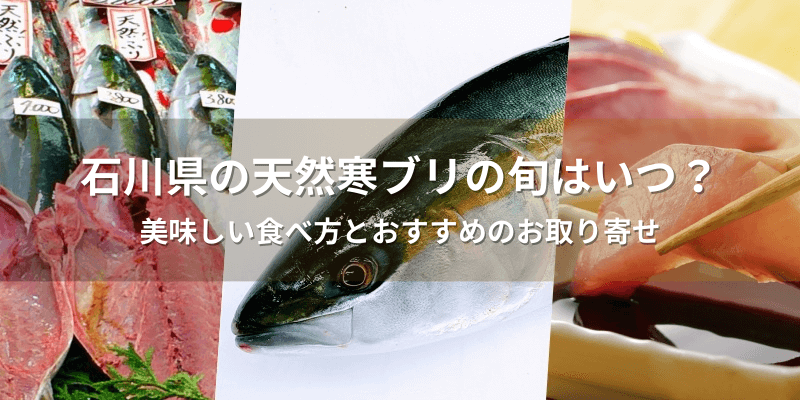 石川県の天然寒ブリの旬はいつ？