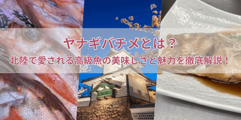 ヤナギバチメとは？