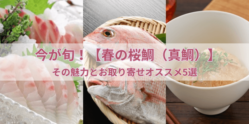 今が旬！【春の桜鯛（真鯛）】