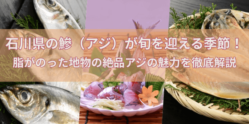 石川県の鰺（アジ）が旬を迎える季節！